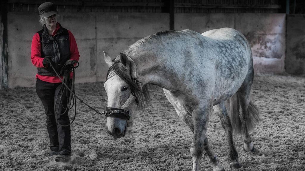 Trudi long reining a grey horse with no whip and a padded cavesson