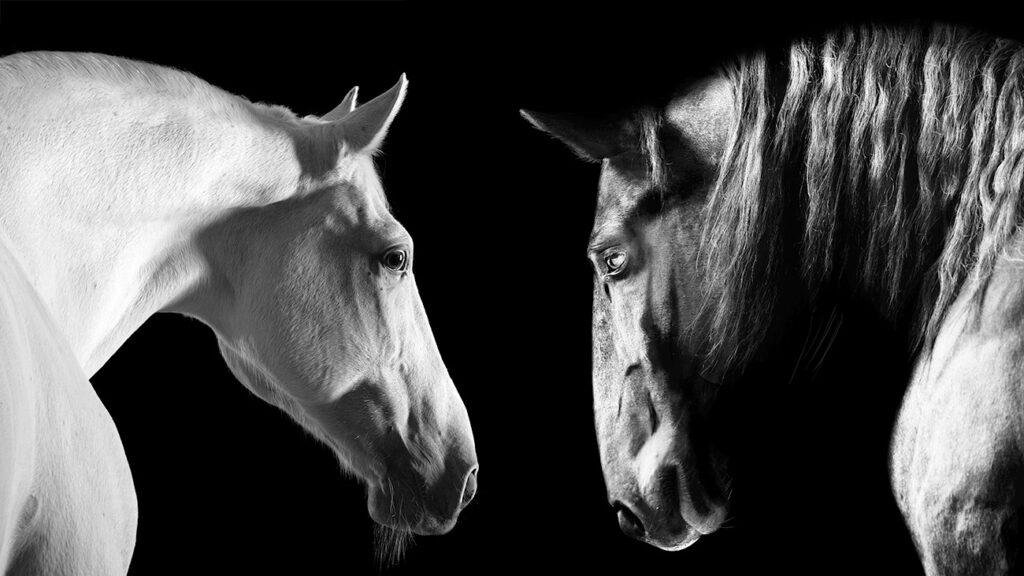 A black horse and a white horse head and shoulders facing each other