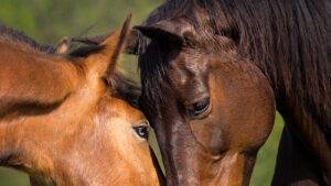Close up of two bay horses sniffing nose to nose