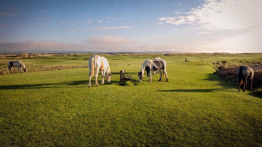 Horses grazing on wide grassy field Skern area of Bideford Bay