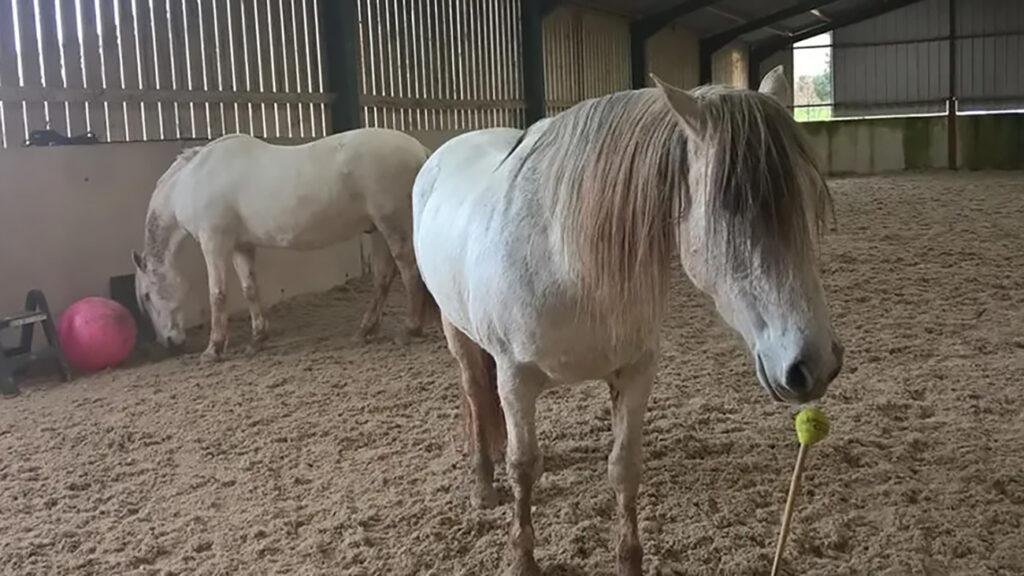 Horse clicker training with two grey PREs in an enclosed sand arena one horse touching a stationary target with their nose