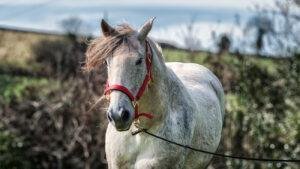 Flea bitten grey in a field wearing headcollar and lead rope