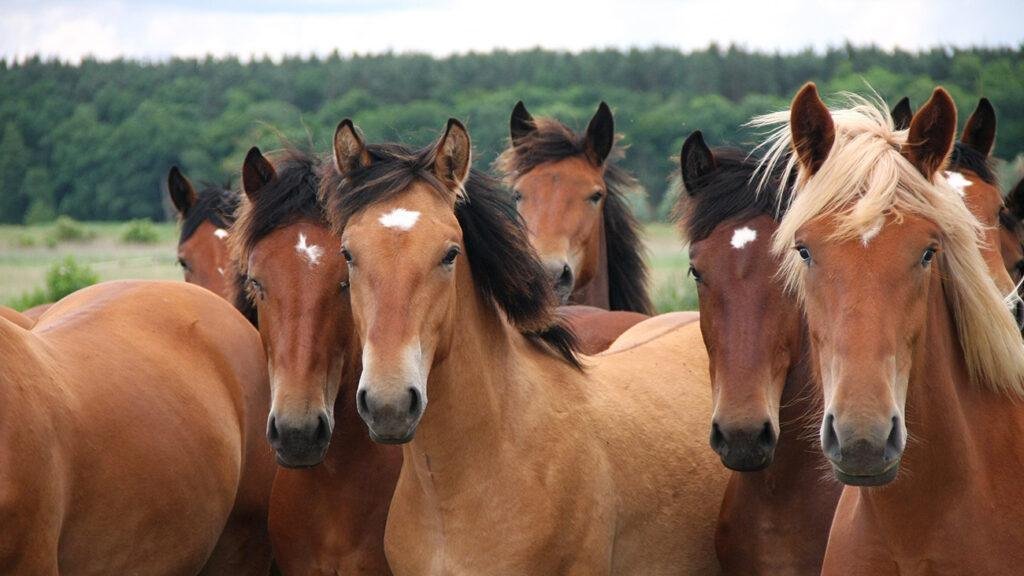 A group of young horses facing the camera, all have their eyes on the camera and ears forward backed by dense green hedgeline