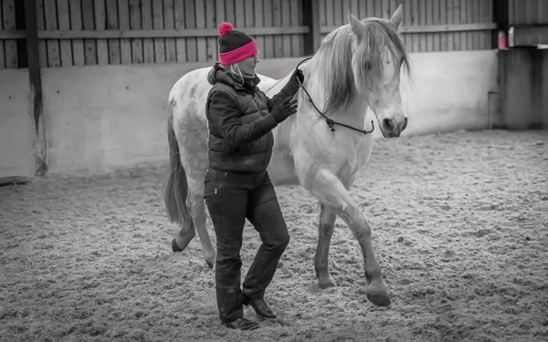 Understanding horse behaviour problems leads to better communication, Trudi training her grey horse with a cordeo.