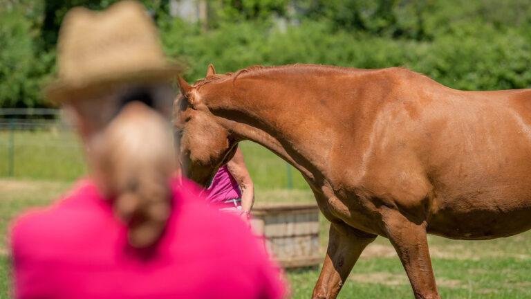 Professional equine mentor Trudi Dempsey working with a student and their chestnut horse.